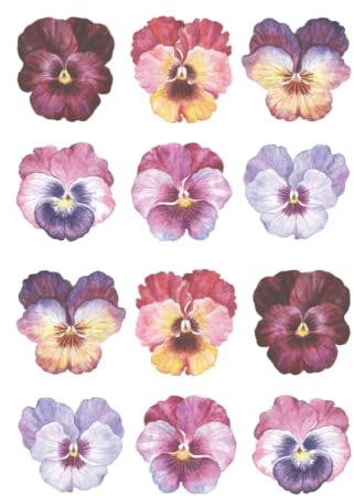 Watercolor Purple Pansies Notebook Journal Blank Wide Ruled Pages Paper Composition Book Daily Planner Notes