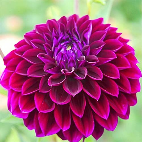 Dalias Colores brillantes, Alto valor ornamental, Cebollas resistentes al invierno, Rareza Multicolor, Dalia Cebollas, Cuidado fácil Floración, Requisitos de agua Bajos, -6 bulbos-B
