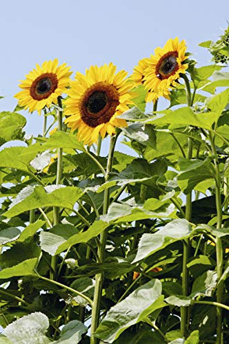 Suttons Sunflower Seeds Titan, Sun Flower Seed, Helianthus, Ideal for Bed and Borders, 20 Seeds per Pack