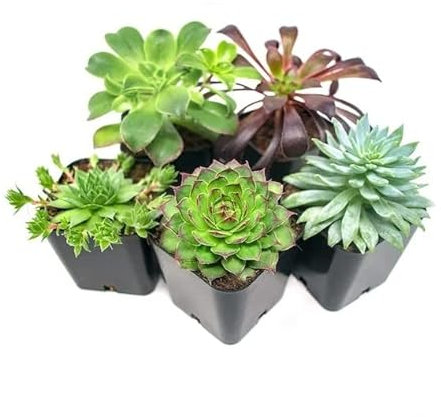 Pack de 5 Suculentas Mini Plantas Naturales Perfecta para Principiantes