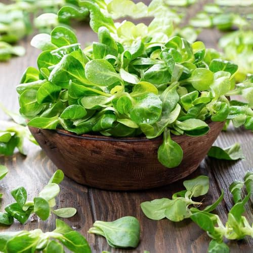 lattuga d'agnello da appartamento esotiche semi di lattuga Coltivare verdi da giardino perenni resistenti Aiule rialzate per il giardino aromatiche biologiche e 50semi