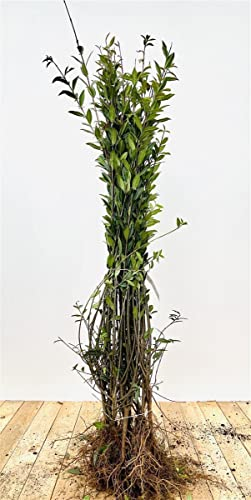 Ligustrum vulgare 'Atrovirens' 30-50 cm – Winterhart, Mehrjährig, Pflegeleicht – Gewöhnlicher Liguster – Heckenpflanze für Garten & Sichtschutz (25 Stück)