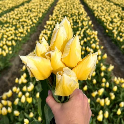 Tulpanlökar Sweetheart - 30 blomlökar - lökstorlek 12+ - gul/vit, vårblommande, vinterhärdig - direkt från odlaren - Blomlökar Amsterdam