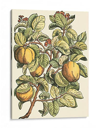 Canvas Lab | Quince Tree Branch by Duhamel du Monceau | 36 x 48 in | Canvas Print Wall Art | Botanical, Floral, Nature, Food | Wall Decor for Bedroom, Living Room or Office