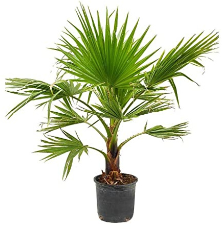 Washingtonia Robusta PREMIUM Palmera de Exterior Natural