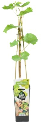 Bloomique - Vitis Vinifera 'Vroege van der Laan' - Traubenpflanze - Weiße Trauben - Obstpflanzen - Gartenpflanzen - Winterhart - ⌀14 cm - Höhe 60-70 cm