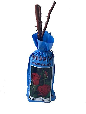 Rosal grandiflora Chrisler Imperial en bolsa (cepellón) (color rojo oscuro)