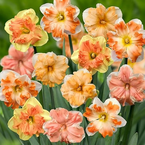 Votaniki Daffodil Papillon Mix Bulbs - Attract Pollinator, Long Lasting Blooms, Perennial Daffodil Papillon 'Butterfly Daffodil' | Easy to Grow (6 Pack)