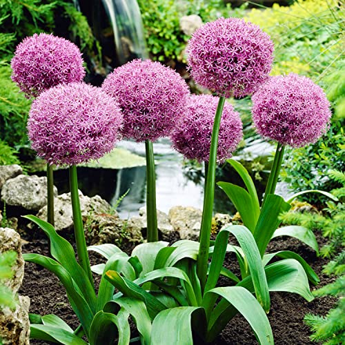 Globos para fiestas Allium (paquete de 5 bulbos), Ajo ornamental gigante Giganteum, Perenne, Bulbos de flores fragantes de invierno de Holanda resistentes al frío para jardín, maceta, no artificial)