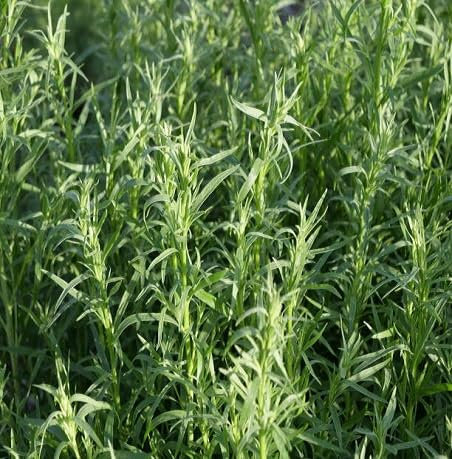 40pieces Green Tarragon Plant Seeds