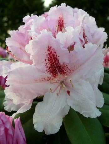 Rhododendron Le Progrès 30-40 cm hoch im 5 Liter Pflanzcontainer
