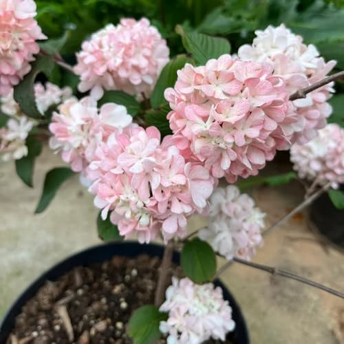 semillas de bola de nieve, bola de nieve de invierno al aire libre resistentes, arbustos decoración hortensia trepadora decoración, base 40pcs