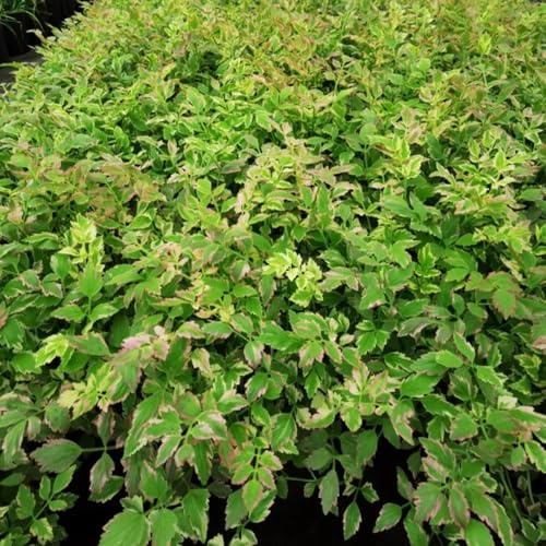 semi di crescione semi di biologici, resistenti all'inverno crescione giardino aromatiche tappezzanti balcone esotiche da balcone rialzate varietà 250semi