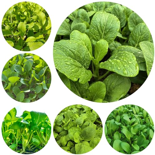 Semillas de pak choi - jardín rocas mostaza chinas - decoración sala estar resistentes invernadero balcón con parterre elevado en 500pcs