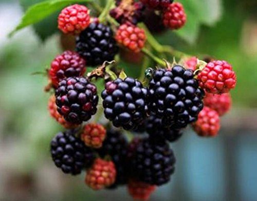 Graines De Mûres De Qualité Réelle Graines De Fruits Rares Pour La Plantation Dans Le Jardin À La Maison, Pousse Rapidement