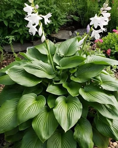 Bulbos de Hosta decorativa – Fáciles de plantar, hojas verdes elegantes para jardín sombreado o terrazas naturales-B-6bulbos
