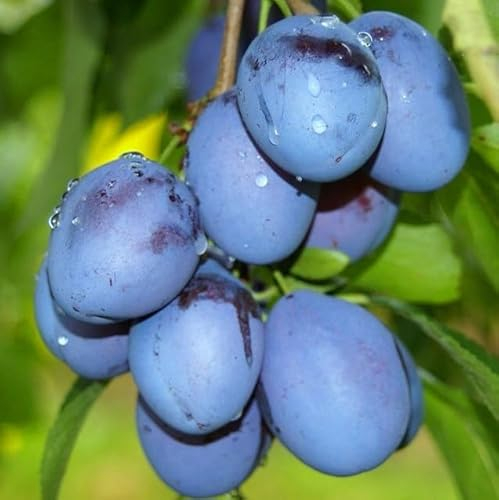Schönberger Zwetsche Große Hauszwetsche großfruchtige süße Zwetschge Buschbaum
