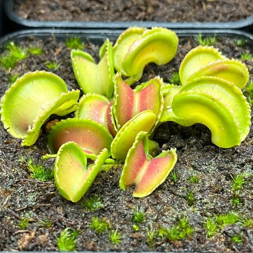 semi di Venere acchiappamosche - biologici esotiche resistenti perenni giardino roccioso balcone 300pcs