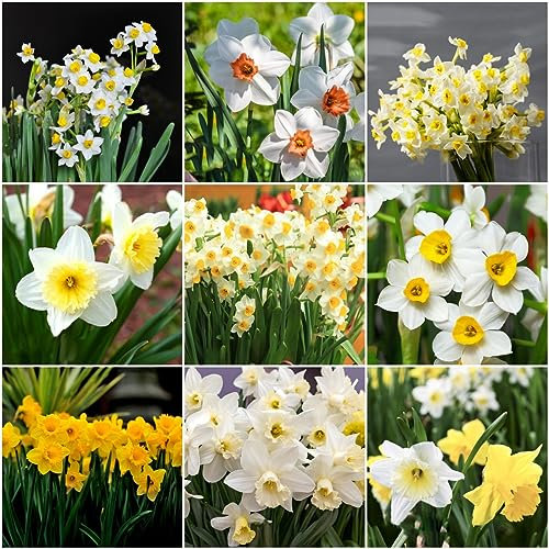 6 pcs osterglocken narzissen zwiebeln winterhart - gartenblumen winterharte stauden narzissenzwiebeln,Narcissus winterlinge zwiebeln winterhart mehrjährig wildblumen büropflanzen kräutergarten