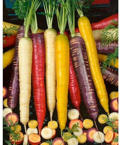Semi di Carota Arcobaleno Multicolore, Mix di 7 Varietà Organiche, Confezione da 600 Semi per Orto e Giardino