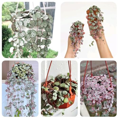 250 pcs Leuchterblume Pflanze Samen, winterlinge gartenpflanzen winterhart mehrjährig Leuchterblume Samen, gartendeko für draußen dekopflanzen herbstpflanzen winterhart minigarten