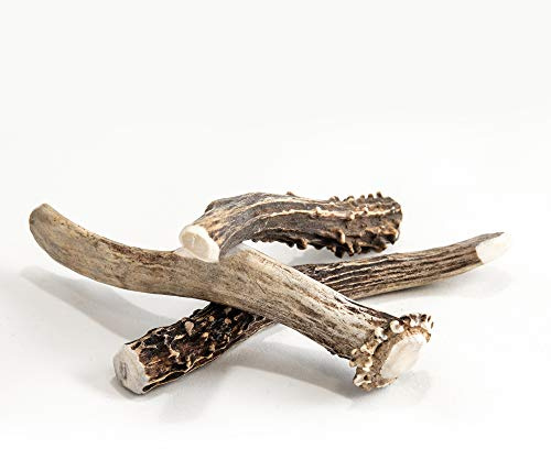 RF-Deer Bois de Chevreuil, Chèvre, Cerf, Hard, M, 1 pièce 30-80 g, 13-18 cm, 100% Naturel Bâtonnets Jouets à mâcher pour Chiens, naturels des os pour Le Plaisir et Les Soins dentaires