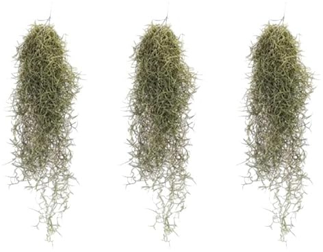 I GIARDINI DI GIULIA - Tillandsia Usneoides | Muschio Spagnolo | Pianta Epifita | Manutenzione Minima | Aria Fresca | Decorazione Versatile | Non Tossica, Grigio Verde, Set 3 Piante