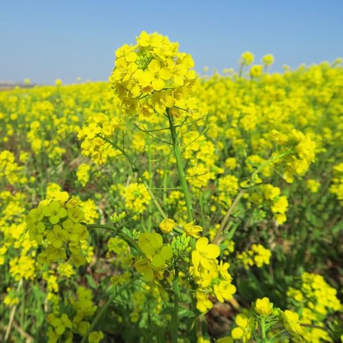 semillas de mostaza - Brassica juncea resistentes balcón resistentes hortícolas jardín semillas 700pcs