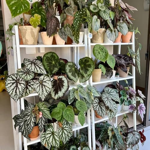 Forellenbegonie Samen - winterfeste pflanzen für balkon Begonia maculata - bonsai samen winterharte balkonpflanzen stauden winterhart mehrjährig winterharte pflanzen für garten indoor 100pcs