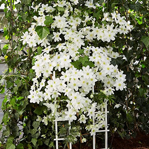 Bloomique - Set de 2 - Clematis ‘Avalanche’ - Clemátide de flor grande - Blanca - Trepadora - Jardín - Resistente al frío - Siempreverde - Altura 50-70 cm - Maceta 15 cm