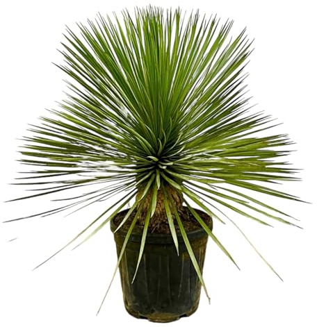 Trendyplants - Yucca Rostrata am Stamm - Winterhart - Gartenpflanze - Höhe 60-80 cm - Topfgröße Ø30cm