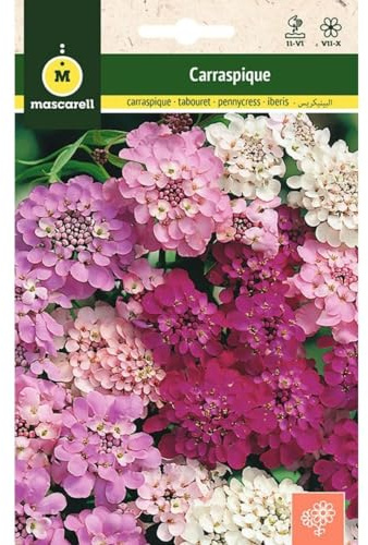 Mascarell - Graines de fleurs d'extérieur pour décoration - 3 g