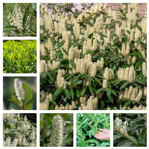 semi di lauroceraso - d'appartamento purificano l'aria decorazione per il soggiorno autunnali resistenti rare 120pcs