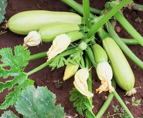 1 Pack of 15 SEEEDS COURGETTE Zucchini Bolognese