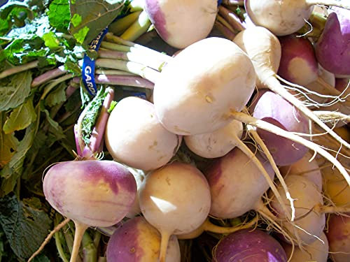 Lot de 500 Graines de Navet Blanc à Collet Violet - Incontournable du Potager - Facile à cultiver - Ferme et Sucré - 100% Naturelle - Qualité Gustative - Garantie Germination - 100% Reproductibles