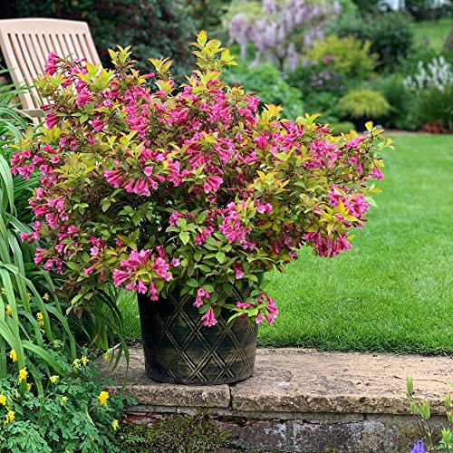 Weigela 'Magic Carpet' Plants Low Maintenance Dwarf Hardy Shrub Orange Foliage Pink Blooms Easy to Grow Your Own Garden Flowers 1x 9cm Potted Plant by Thompson & Morgan (1)