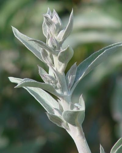 50 semi di salvia bianca