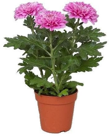 Crisantemo Flor Natural Mix Color Originario de Asia