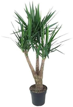 Yucca Elephantipe ramificato – 150 cm – Ø 31