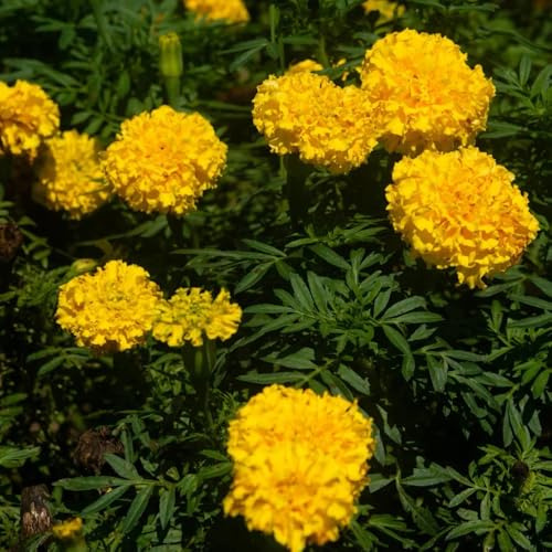 Semi di calendula resistente - esotiche in vaso giardino esterni 1000pcs