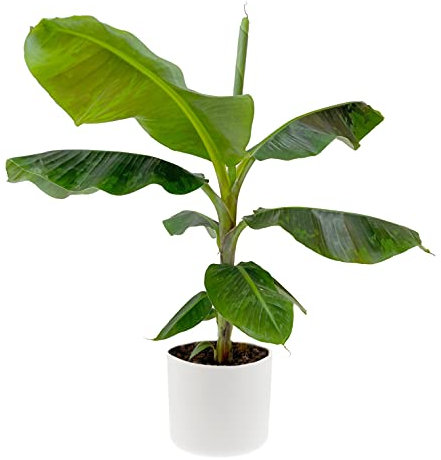 KENTIS - Banano - Musa Dwarf Cavendish - Pianta Vera da Interno Tropicale - H 60-70 cm Vaso Ø 21 cm