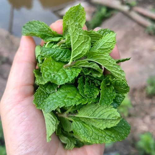 semi di menta marocchina - giardino balcone giardino verde 350pcs