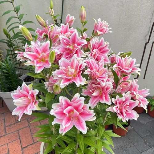 bulbi di giglio - resistenti, giardino roccioso raro 15pcs