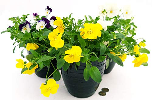 POWERS TO FLOWERS - VIOLE DEL PENSIERO, VIOLA A FIORE PENDULO BIANCO - GIALLO - BLU BICOLORE, SET 3 PIANTE VASO 14CM, piante vere