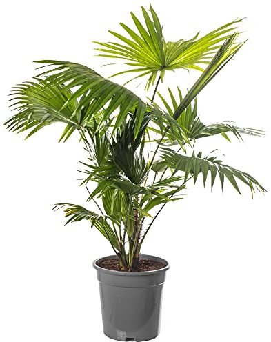 Livistona Fan Palm, grande pianta tropicale da interno, vera sempreverde, alta e maestosa.
