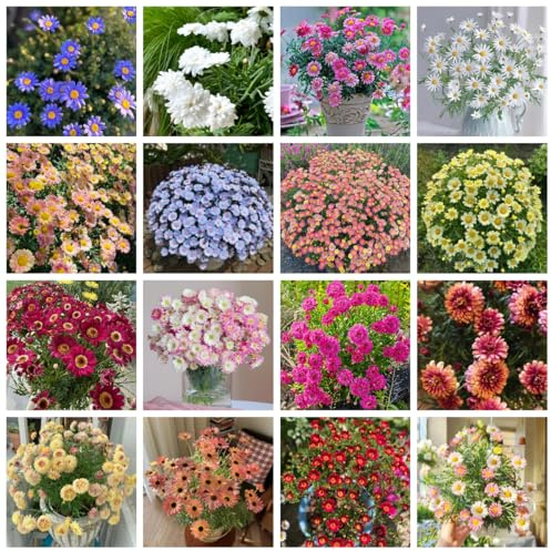 semi di margherita perenni resistenti biologici per aiuola di margherita per luoghi soleggiati di recisi per aiuole rialzate 200pcs