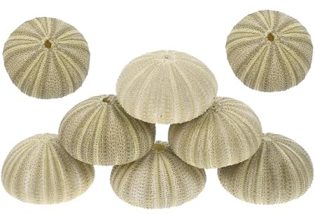 Toyvian Coquilles D’Oursins Naturels 8 Pièces 4-6 CM Vertes pour Décoration de Vase Ornement Paysager pour Aquarium et Loisirs Créatifs Remplissage Décoratif pour Plage et Compositions