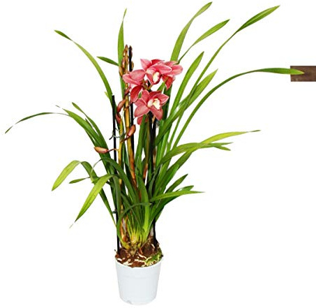 Cymbidium Orchidee - Kahnorchidee - L'orchidée pour chambres froides rouge