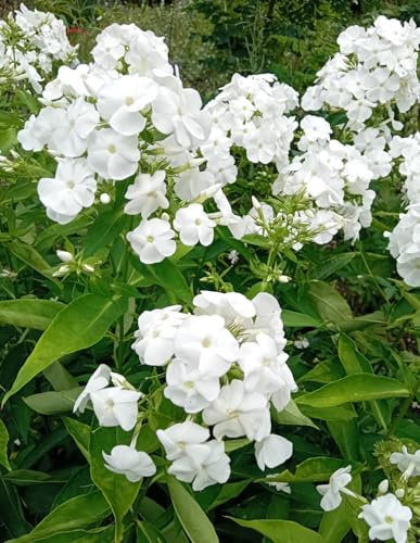 5 Stück Stauden Große Flammenblume Phlox paniculata David weiß