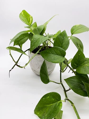 Efeutute Epipremnum aureum, luftreinigende Zimmerpflanze, schnellwachsend, pflegeleicht. ⌀ 12cm Topf